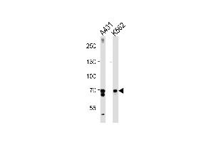 PTGS1 Antibody (C-term) (ABIN1882120 and ABIN2839444) western blot analysis in A431,K562 cell line lysates (35 μg/lane). (PTGS1 抗体  (C-Term))