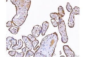 IHC analysis of PP11/ENDOU using anti-PP11/ENDOU antibody (ABIN7600552). (ENDOU 抗体  (AA 20-386))