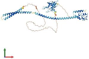 AlphaFold protein structure predicition of Mouse Recombinant Rnf8 Protein, UniprotID Q8VC56