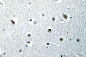 Immunohistochemistry (IHC) analyzes of POLR2E antibody in paraffin-embedded human brain tissue. (POLR2E 抗体)