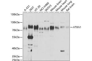 Western blot analysis of extracts of various cell lines, using  antibody (ABIN6127400, ABIN6137363, ABIN6137364 and ABIN6221810) at 1:1000 dilution. (Ataxin 1 抗体  (AA 586-815))