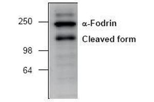 Image no. 1 for anti-Spectrin alpha Chain, Brain (SPTAN1) antibody (ABIN127066) (SPTAN1 抗体)