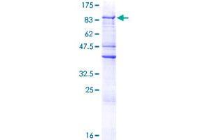 ZNF205 Protein (AA 1-554) (GST tag)