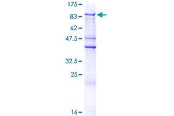 ZNF205 Protein (AA 1-554) (GST tag)