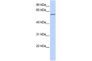 WB Suggested Anti-RBPJL Antibody Titration:  0. (RBPJL 抗体  (Middle Region))