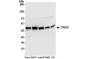 anti-THO Complex 3 (THOC3) (AA 301-351) antibody