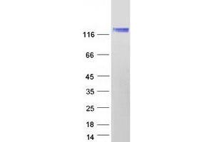 Western Blotting (WB) image for ELKS/RAB6-Interacting/CAST Family Member 1 (ERC1) protein (Myc-DYKDDDDK Tag) (ABIN2720385)