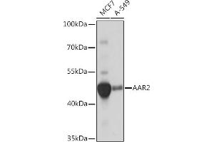 Western blot analysis of extracts of various cell lines, using  Rabbit pAb (ABIN7266380) at 1:1000 dilution. (C20orf4 抗体)