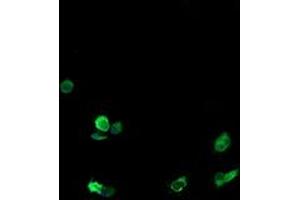 Immunofluorescence (IF) image for anti-T-cell surface glycoprotein CD1c (CD1C) antibody (ABIN1497189) (CD1c 抗体)