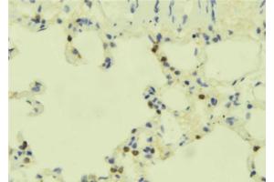 ABIN6273899 at 1/100 staining Mouse lung tissue by IHC-P. (GPR84 抗体  (N-Term))
