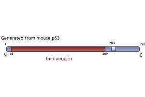 Image no. 2 for anti-Tumor Protein P53 (TP53) (AA 14-289) antibody (ABIN967419) (p53 抗体  (AA 14-289))