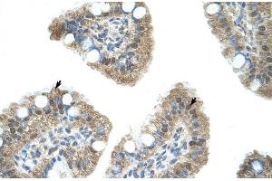Human Intestine; NAB1 antibody - N-terminal region in Human Intestine cells using Immunohistochemistry (NAB1 抗体  (N-Term))