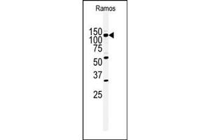 Western blot analysis of anti-HIPK2 Antibody (Center) (ABIN391777 and ABIN2841636) in Ramos cell line lysates (35 μg/lane). (HIPK2 抗体  (AA 437-468))