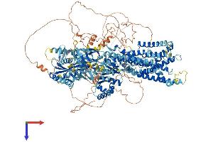 ATP10A Protein (AA 1-1508) (His tag)