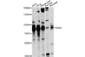 Western blot analysis of extracts of various cell lines, using SNX9 antibody. (SNX9 抗体  (AA 1-210))