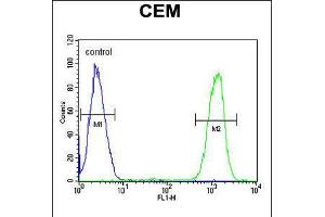 Flow cytometric analysis of CEM cells (right histogram) compared to a negative control cell (left histogram). (IKZF1 抗体  (C-Term))