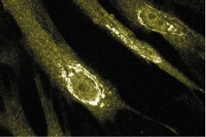 Immunofluorescent staining of FHS cells. (Caspase 2 抗体  (AA 225-401))