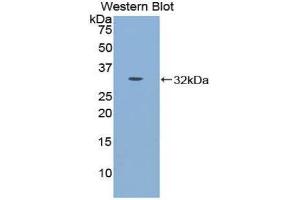 Western Blotting (WB) image for anti-Cadherin-16 (CDH16) (AA 353-617) antibody (ABIN1858322) (Cadherin-16 抗体  (AA 353-617))