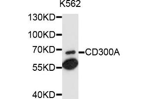 Western blot analysis of extracts of K-562 cells, using CD300A antibody (ABIN4903186) at 1:1000 dilution. (CD300a 抗体)