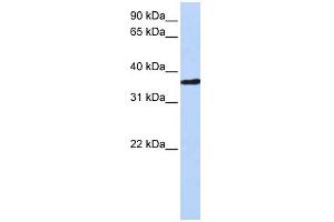 CHORDC1 antibody used at 1 ug/ml to detect target protein. (CHORDC1 抗体)