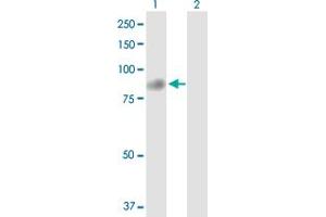 Western Blot analysis of TTC12 expression in transfected 293T cell line by TTC12 MaxPab polyclonal antibody. (TTC12 抗体  (AA 1-732))