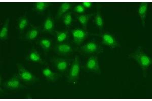 Immunofluorescence analysis of A549 cells using POLD1 Polyclonal Antibody