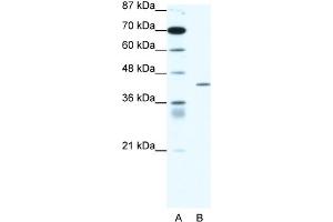 WB Suggested Anti-PPARD Antibody Titration:  1. (PPARD 抗体  (Middle Region))