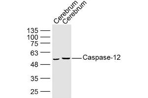 Lane 1: Mouse Cerebrum lysates Lane 2: Rat Cerebrum lysates probed with Caspase 12 Polyclonal Antibody, Unconjugated  at 1:300 dilution and 4˚C overnight incubation. (Caspase 12 抗体  (AA 201-300))
