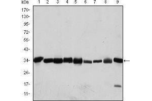 Western blot analysis using CDK1 mouse mAb against Hela (1), Jurkat (2), K562 (3), A431 (4), MCF-7 (5), RAW264. (CDK1 抗体)