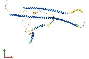 AlphaFold protein structure predicition of Human Recombinant CDR2 Protein, UniprotID Q01850