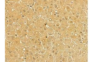 ELAC1 Mouse Monoclonal Antibody at 1/100 staining human normal liver tissue by IHC-P.