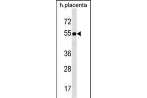 FZR1 Antibody (N-term) (ABIN1539455 and ABIN2850392) western blot analysis in human placenta tissue lysates (35 μg/lane). (FZR1 抗体  (N-Term))