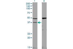 Western Blotting (WB) image for anti-Mitogen-Activated Protein Kinase 14 (MAPK14) (AA 260-360) antibody (ABIN598629) (MAPK14 抗体  (AA 260-360))