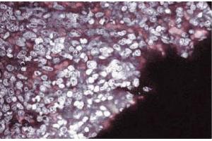 Immunofluorescence staining of rabbit spleen. (SEMA4D/CD100 抗体  (AA 721-861))