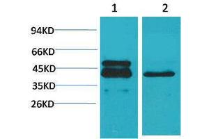 Western Blotting (WB) image for anti-cAMP Responsive Element Binding Protein 1 (CREB1) antibody (ABIN3179094) (CREB1 抗体)