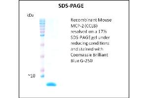 SDS-PAGE (SDS) image for Chemokine (C-C Motif) Ligand 8 (CCL8) (Active) protein (ABIN5509444) (CCL8 蛋白)