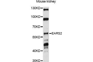 Western blot analysis of extracts of mouse kidney, using EARS2 antibody (ABIN6293105) at 1:1000 dilution. (EARS2 抗体)