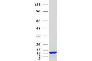 Western Blotting (WB) image for Pterin-4 alpha-Carbinolamine Dehydratase/dimerization Cofactor of Hepatocyte Nuclear Factor 1 alpha (TCF1) 2 (PCBD2) protein (Myc-DYKDDDDK Tag) (ABIN2728347)