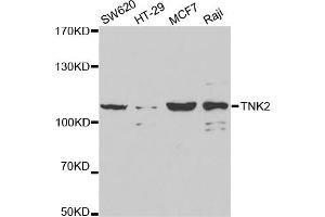 Western blot analysis of extracts of various cell lines, using TNK2 antibody (ABIN5971357) at 1/1000 dilution. (TNK2 抗体)