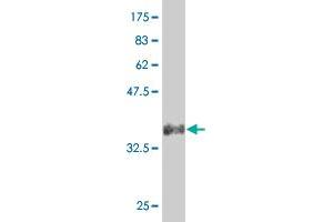 Western Blot detection against Immunogen (33. (SLUG 抗体  (AA 97-169))