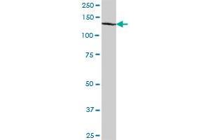 C14orf106 MaxPab polyclonal antibody. (MIS18 Binding Protein 1 (MIS18BP1) (AA 1-314) 抗体)