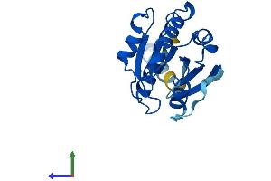 Protein Structure (PS) image for ADP-Ribosylation Factor-Like 8B (ARL8B) (AA 1-186) protein (His tag) (ABIN7560583)