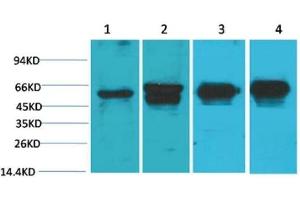 Western Blot (WB) analysis of 1) HeLa, 2) 293T, 3) Mouse Brain Tissue, 4) Rat Brain Tissue with c-Fos Mouse Monoclonal Antibody diluted at 1:2000. (c-FOS 抗体)