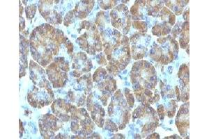 IHC testing of FFPE human pancreas with TOP1MT antibody (clone TPIMT-1). (TOP1MT 抗体)