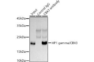 Immunoprecipitation analysis of 300 μg extracts of HeLa cells using 3 μg HP1 gamma/CBX3 antibody (ABIN1512681, ABIN3023226, ABIN3023227 and ABIN5664024). (CBX3 抗体  (AA 1-183))