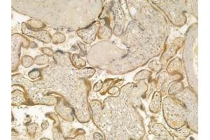 ABIN6266238 and ABIN6277390 at 1/100 staining human normal placenta tissue by IHC-P.