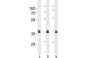 UCH37 antibody western blot analysis in 293, HeLa, 293T lysate.