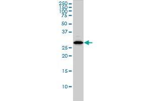 CLIC1 monoclonal antibody (M01), clone 2D4 Western Blot analysis of CLIC1 expression in HL-60 . (CLIC1 抗体  (AA 1-241))