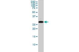 CLIC1 monoclonal antibody (M01), clone 2D4 Western Blot analysis of CLIC1 expression in HL-60 . (CLIC1 抗体  (AA 1-241))