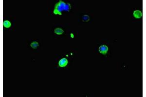 Immunofluorescent analysis of Hela cells using ABIN7146751 at dilution of 1:100 and Alexa Fluor 488-congugated AffiniPure Goat Anti-Rabbit IgG(H+L) (CES3 抗体  (AA 65-233))